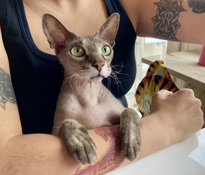 Про кота-вредителя