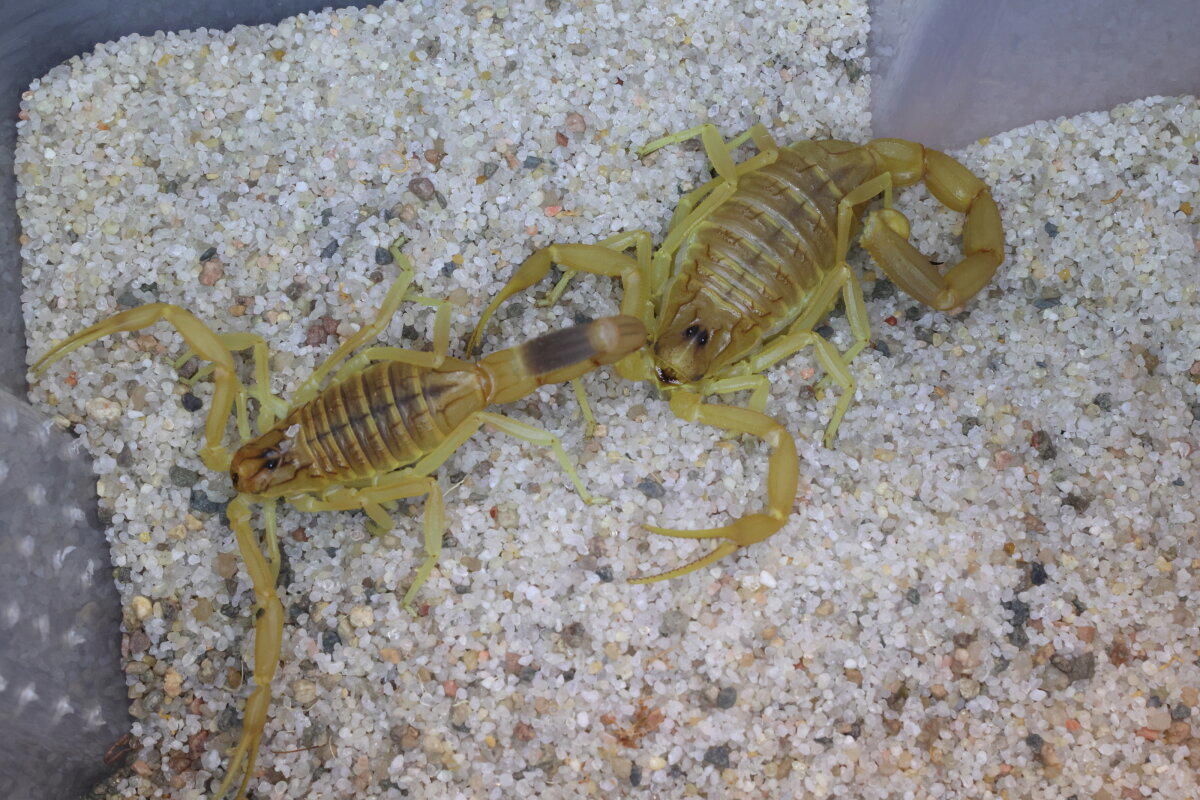 Ответ на фотозагадку: Leiurus quinquestriatus, 18+