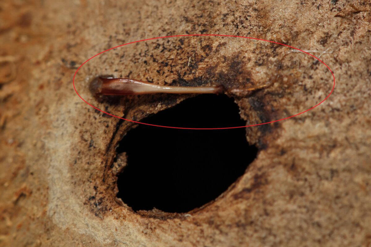 Ответ на фотозагадку: Leiurus quinquestriatus, 18+
