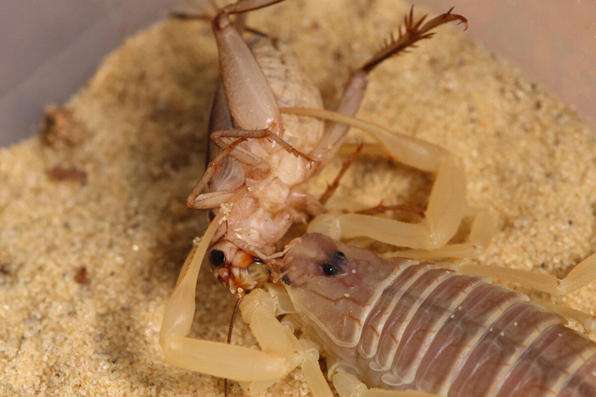 Ответ на фотозагадку: Leiurus quinquestriatus, 18+