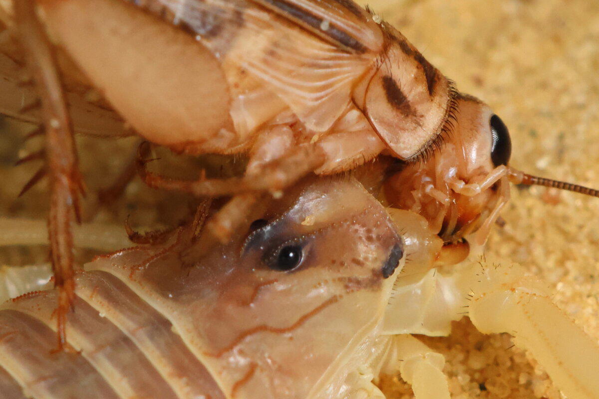 Ответ на фотозагадку: Leiurus quinquestriatus, 18+