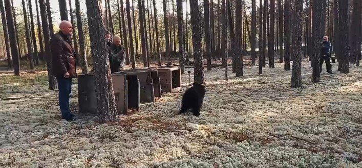 Медвежата-сироты вернулись домой