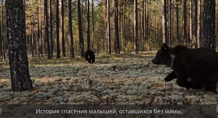 Медвежата-сироты вернулись домой