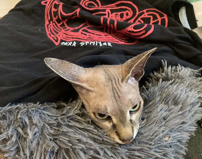 Про кота, УП и ИП