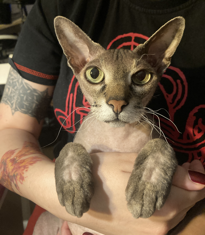 Вот этот кот.