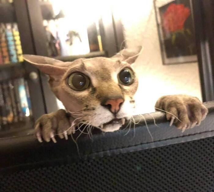 Как мы котом в боулинг играли