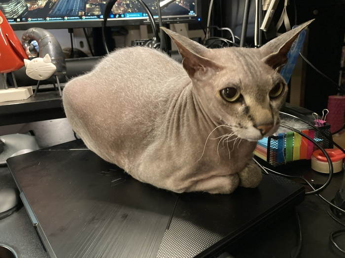 Как мы котом в боулинг играли