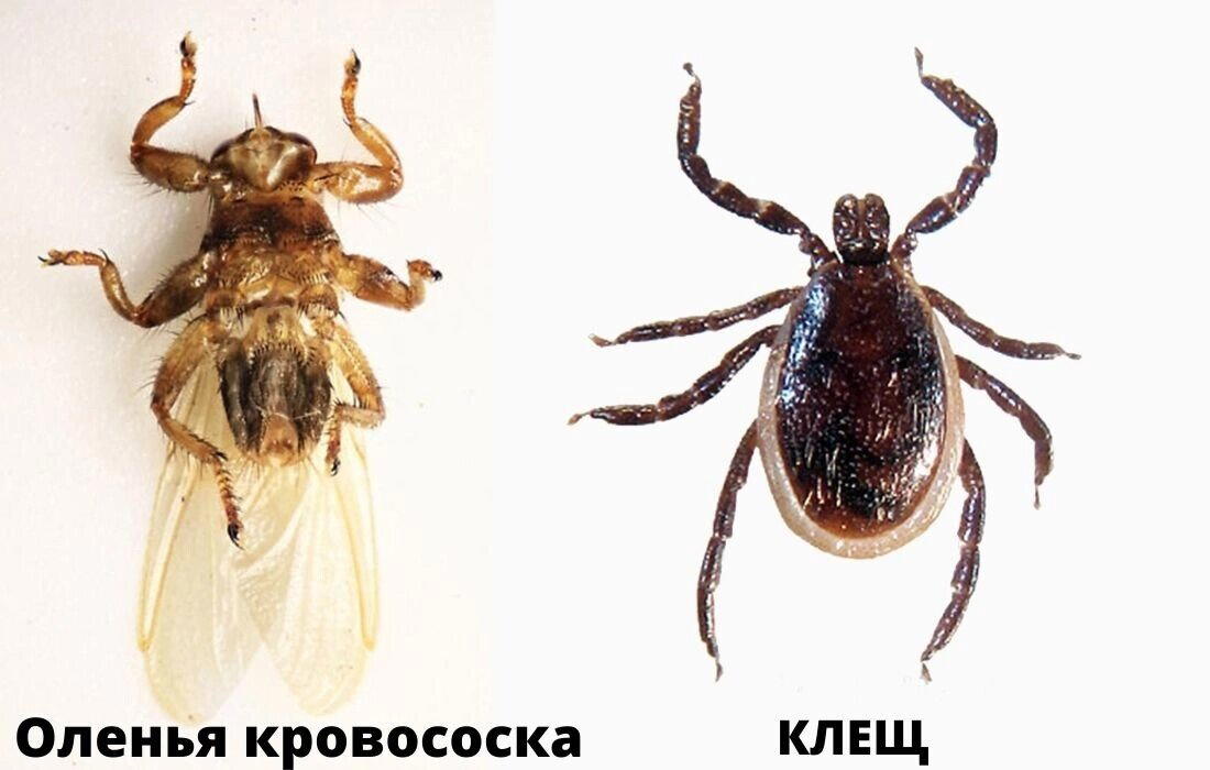 Оленья кровососка