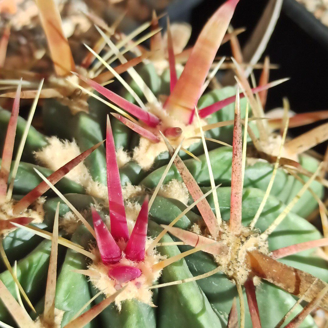 Ferocactus latispinus<br>