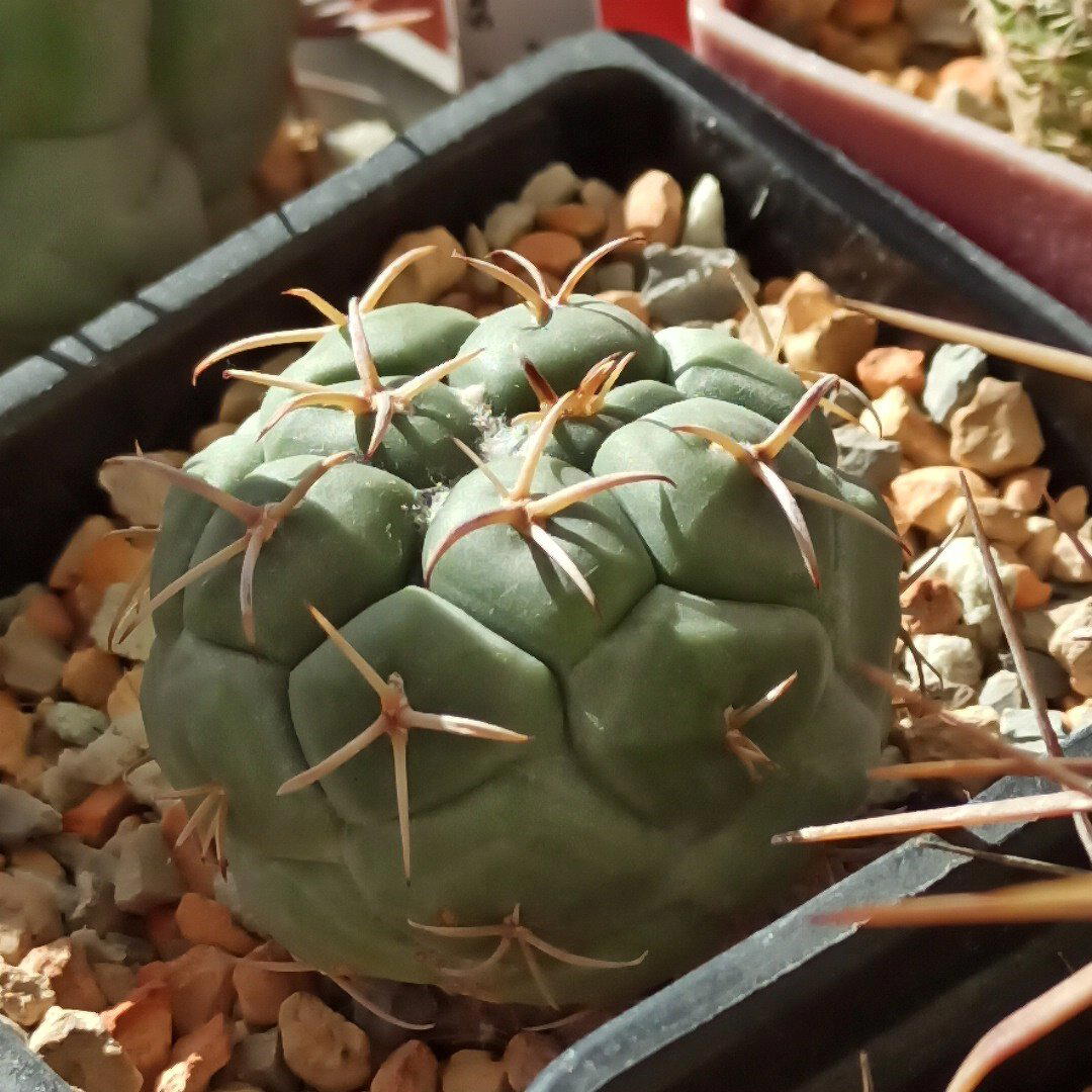 Coryphantha poselgeriana v.valida<br>
