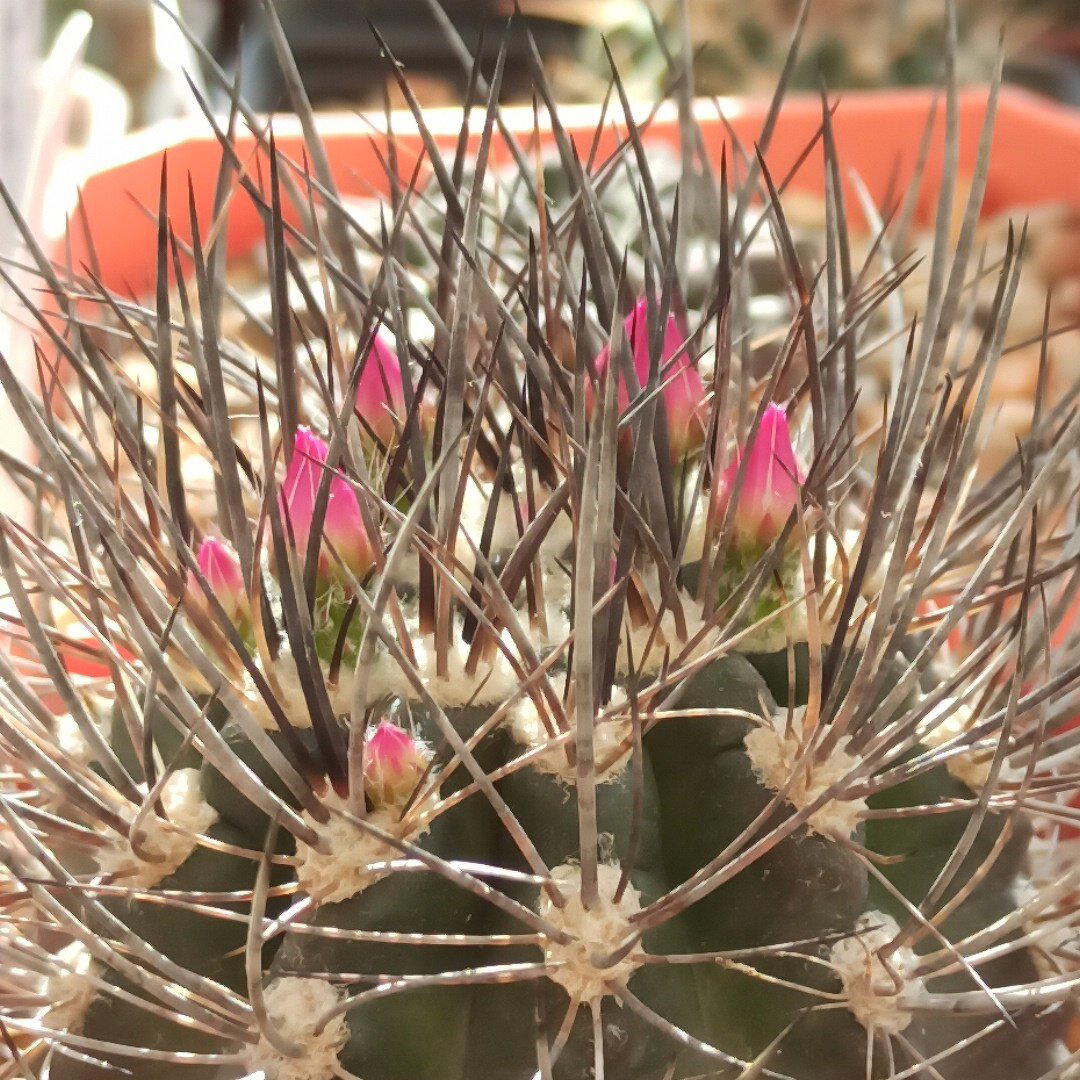 Neoporteria nigrihorrida<br>