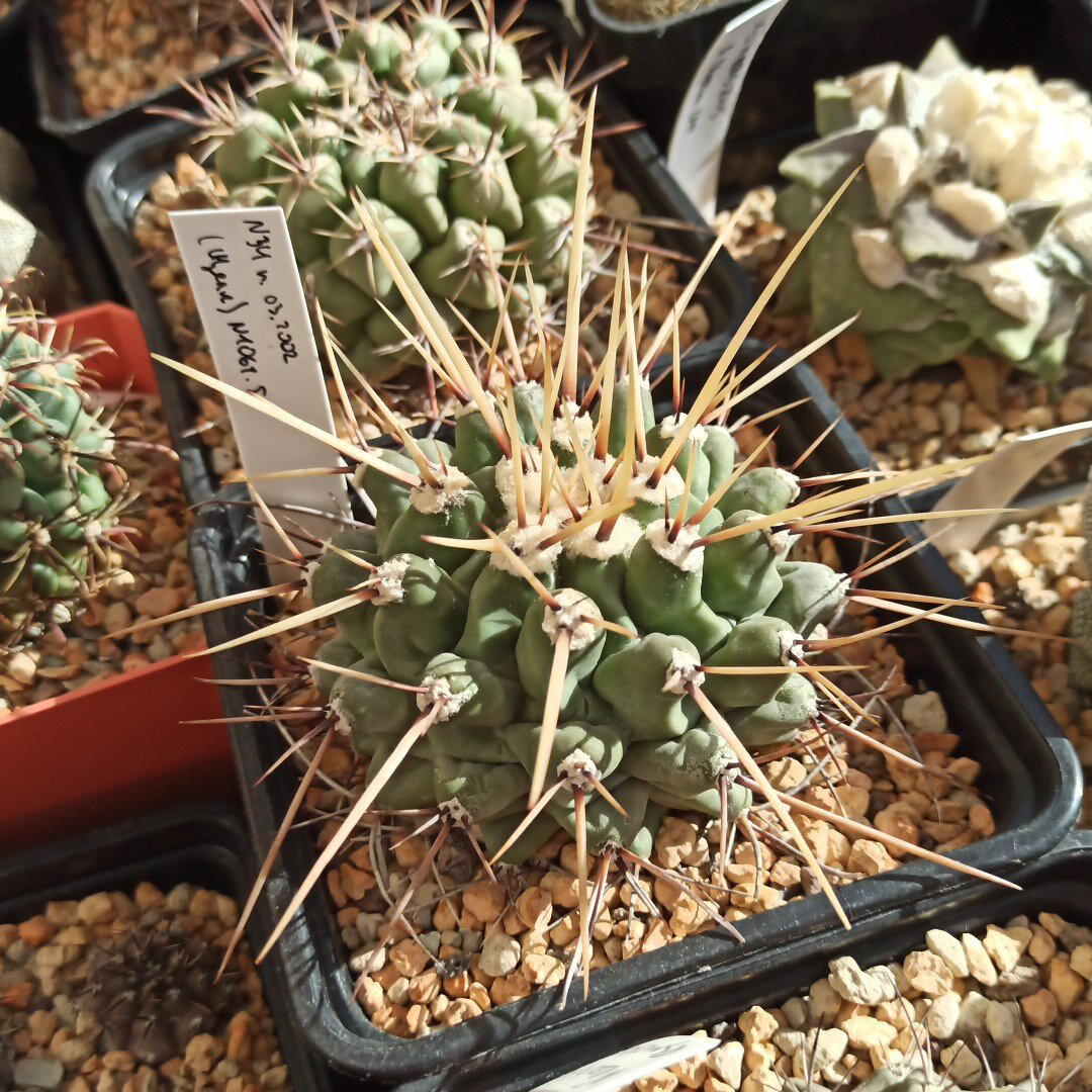 Thelocactus nidulans<br>
