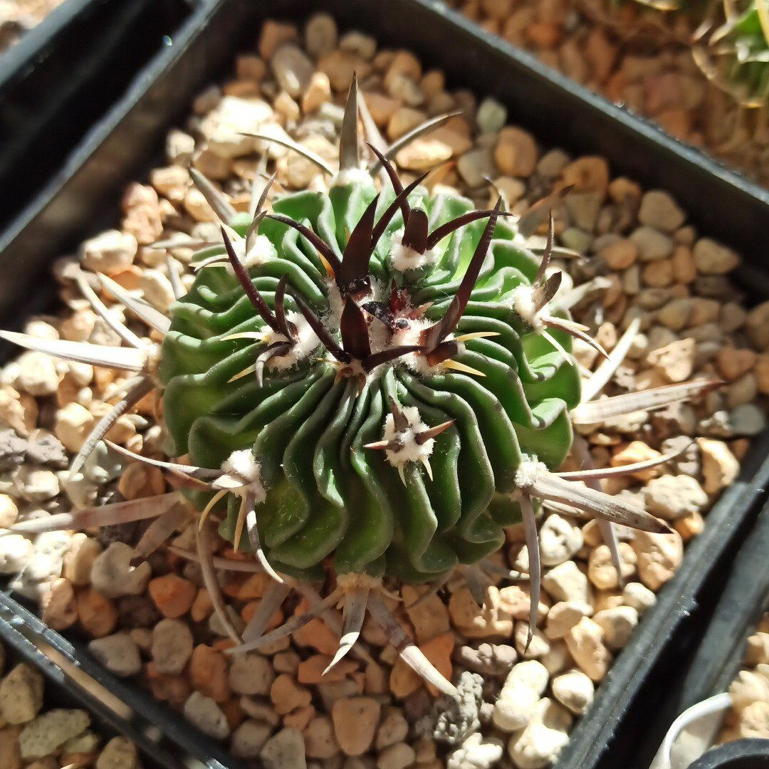 Echinofossulocactus pentacanthus<br>