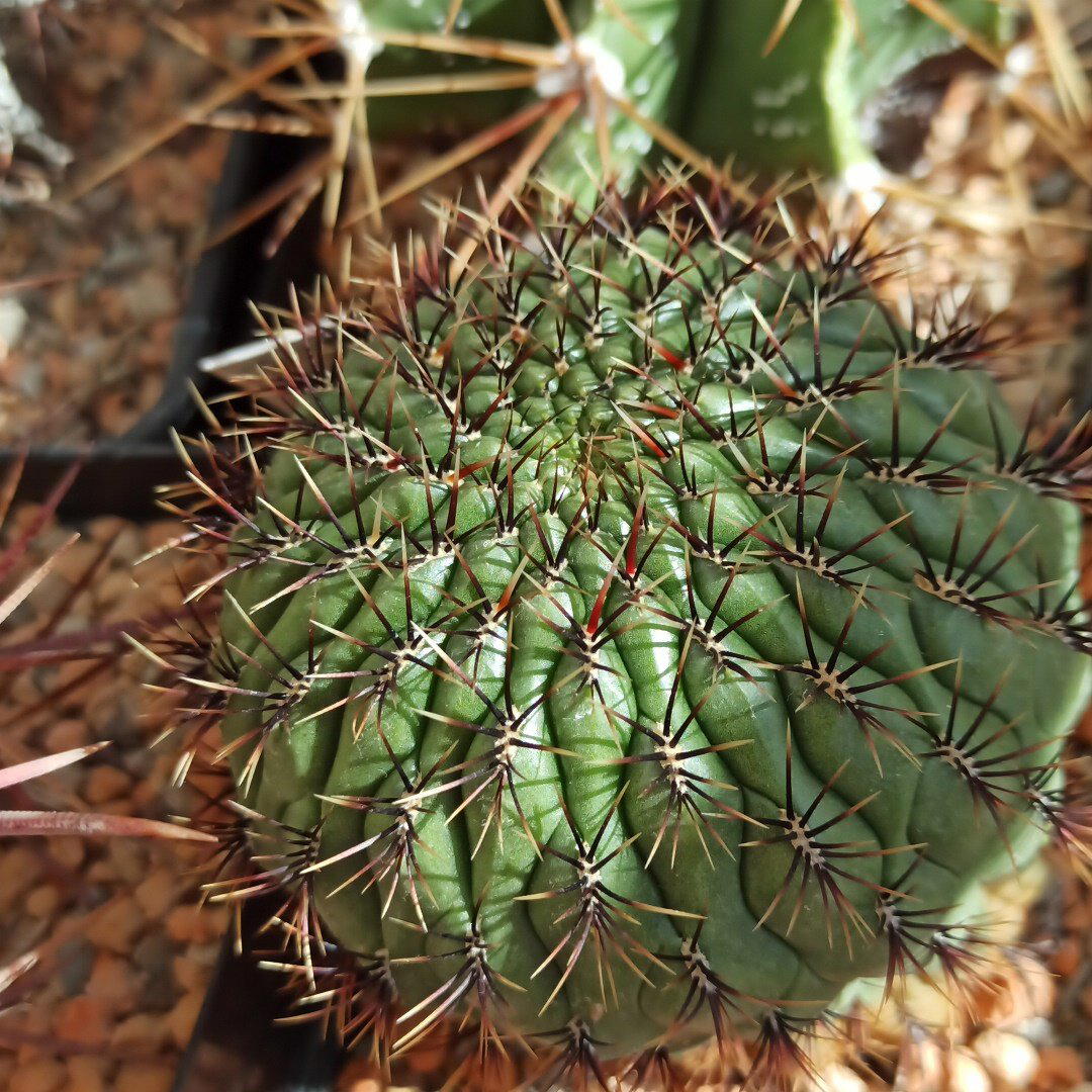 Matucana aureiflora<br>