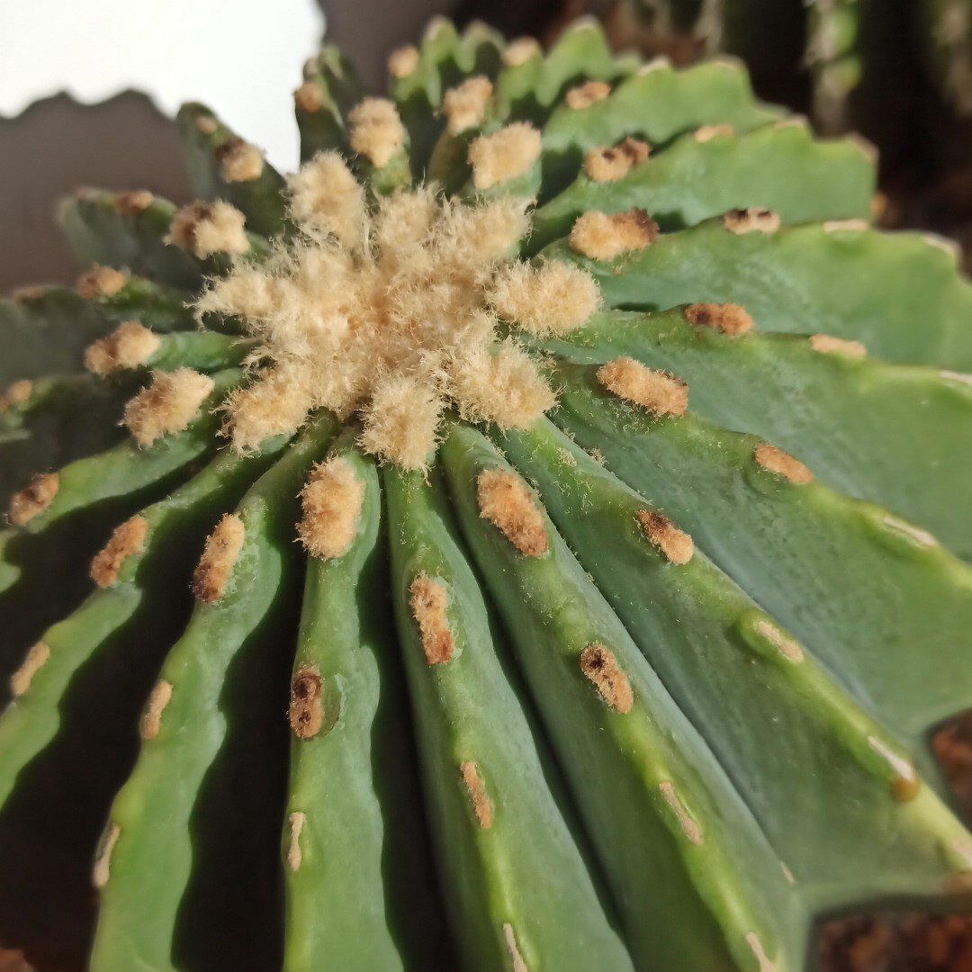 Ferocactus glaucescens v.inermis<br>
