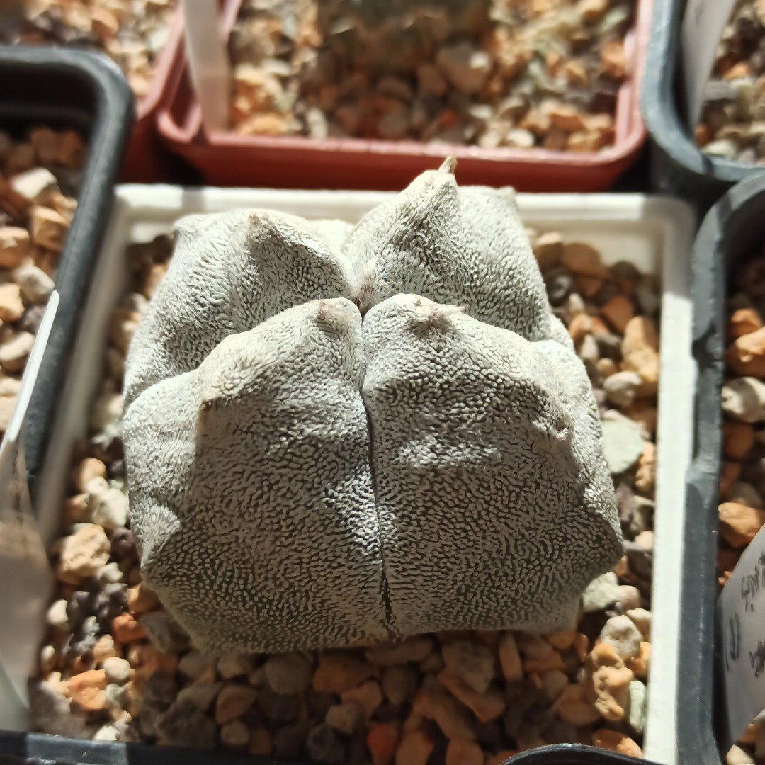 Astrophytum myriostigma cv. Hakuran monstr<br>