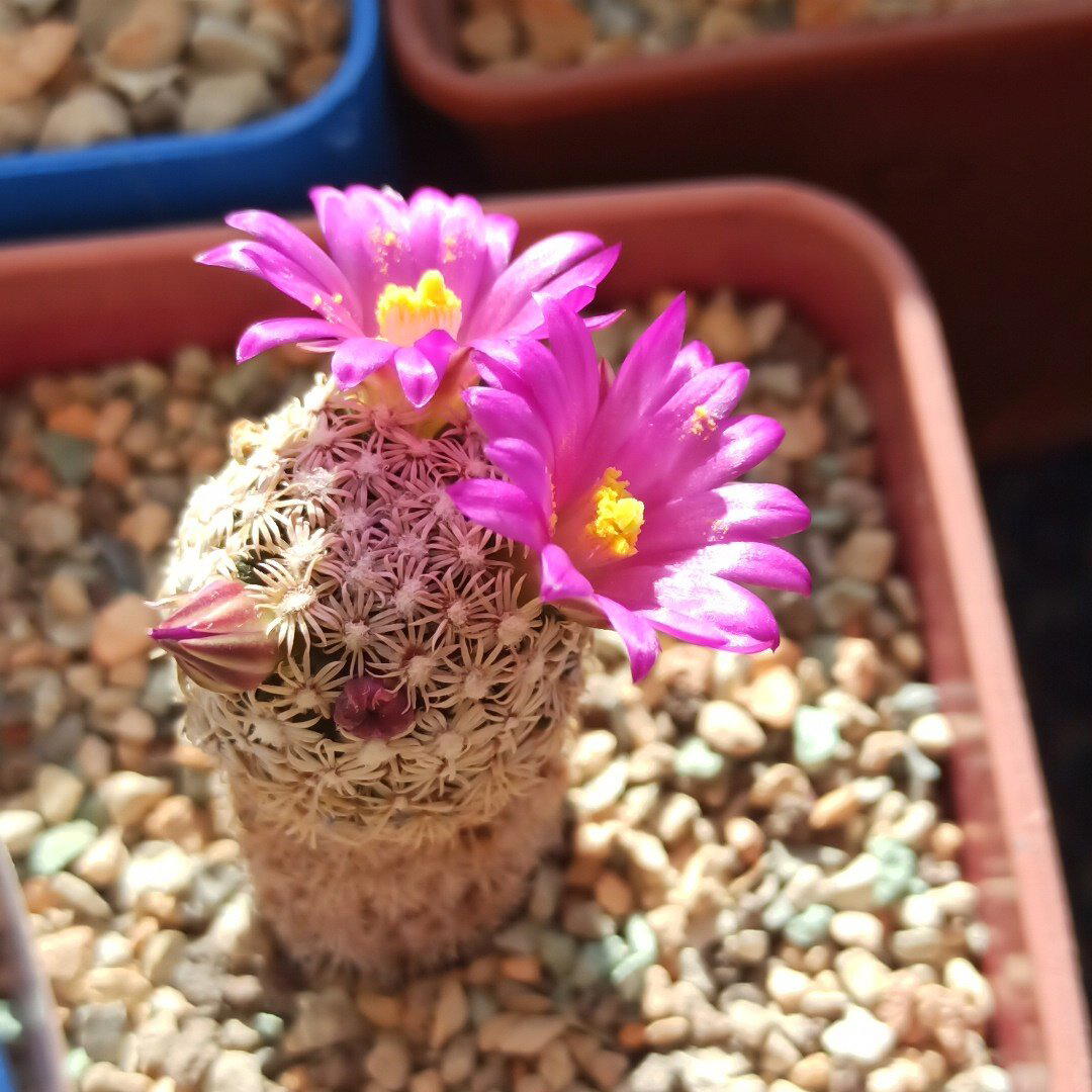 Mammilaria hernandezii<br>