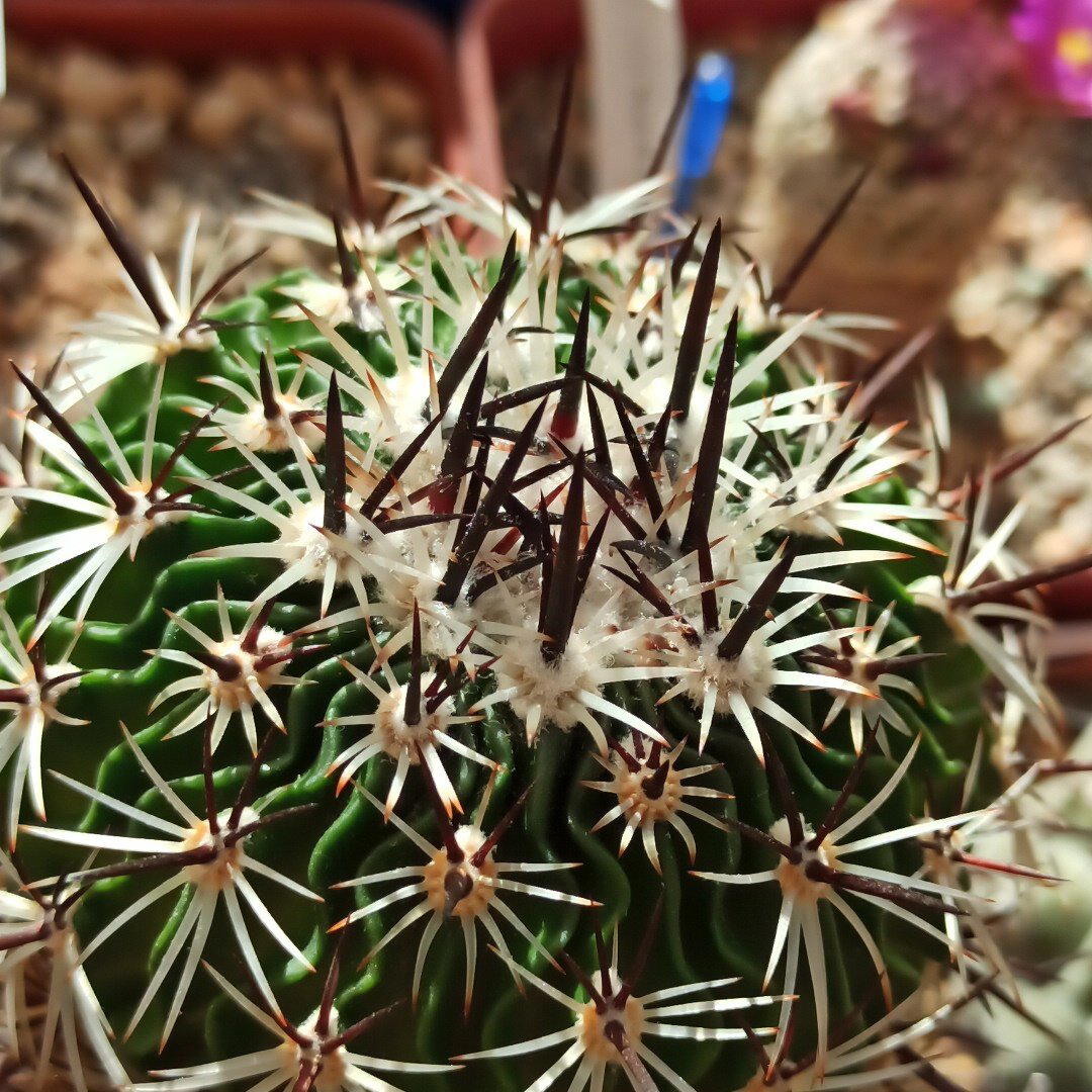 Echinofossulocactus zacatecasensis SB18<br>