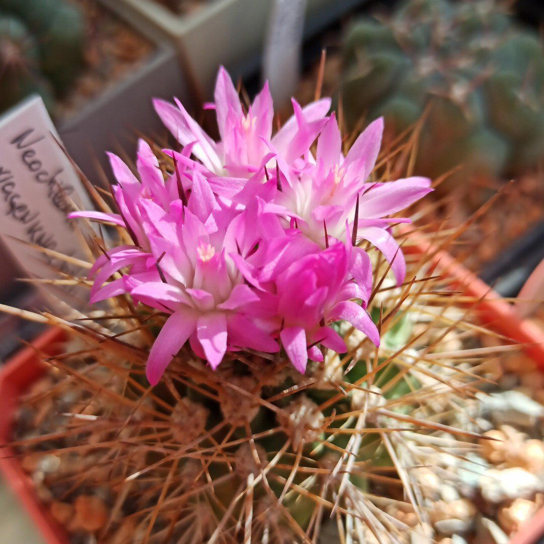 Neoporteria wagenknechtii v.napina<br>