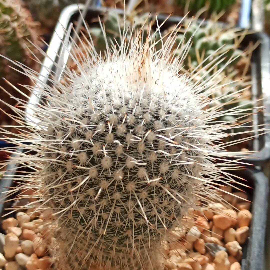 Mammilaria geminispina v.nobile<br>