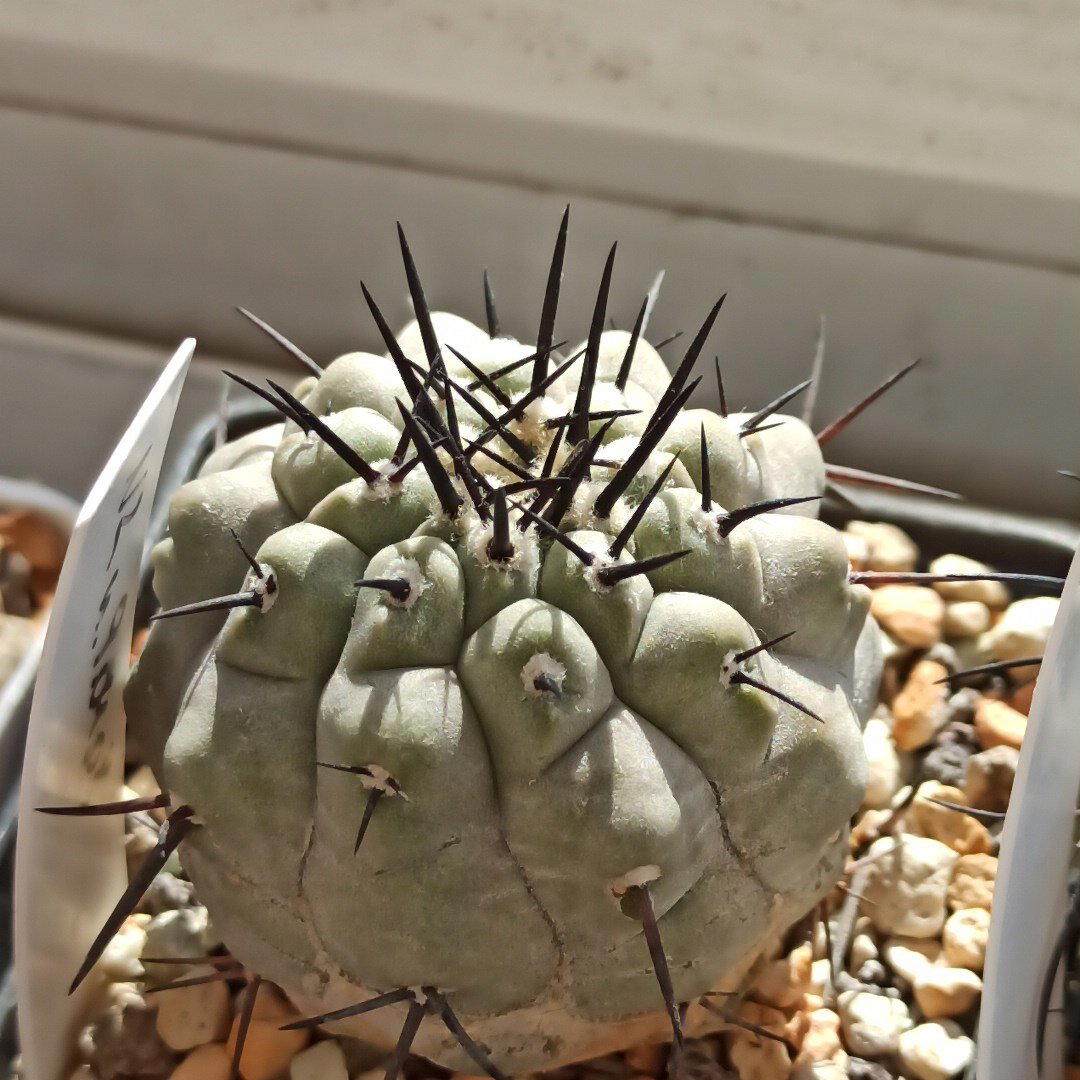 Copiapoa cinerea KK77<br>