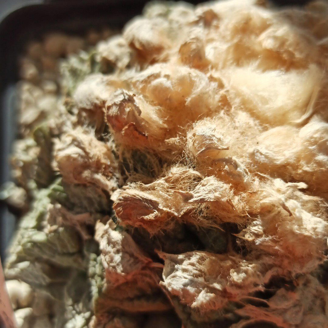Ariocarpus fissuratus<br>