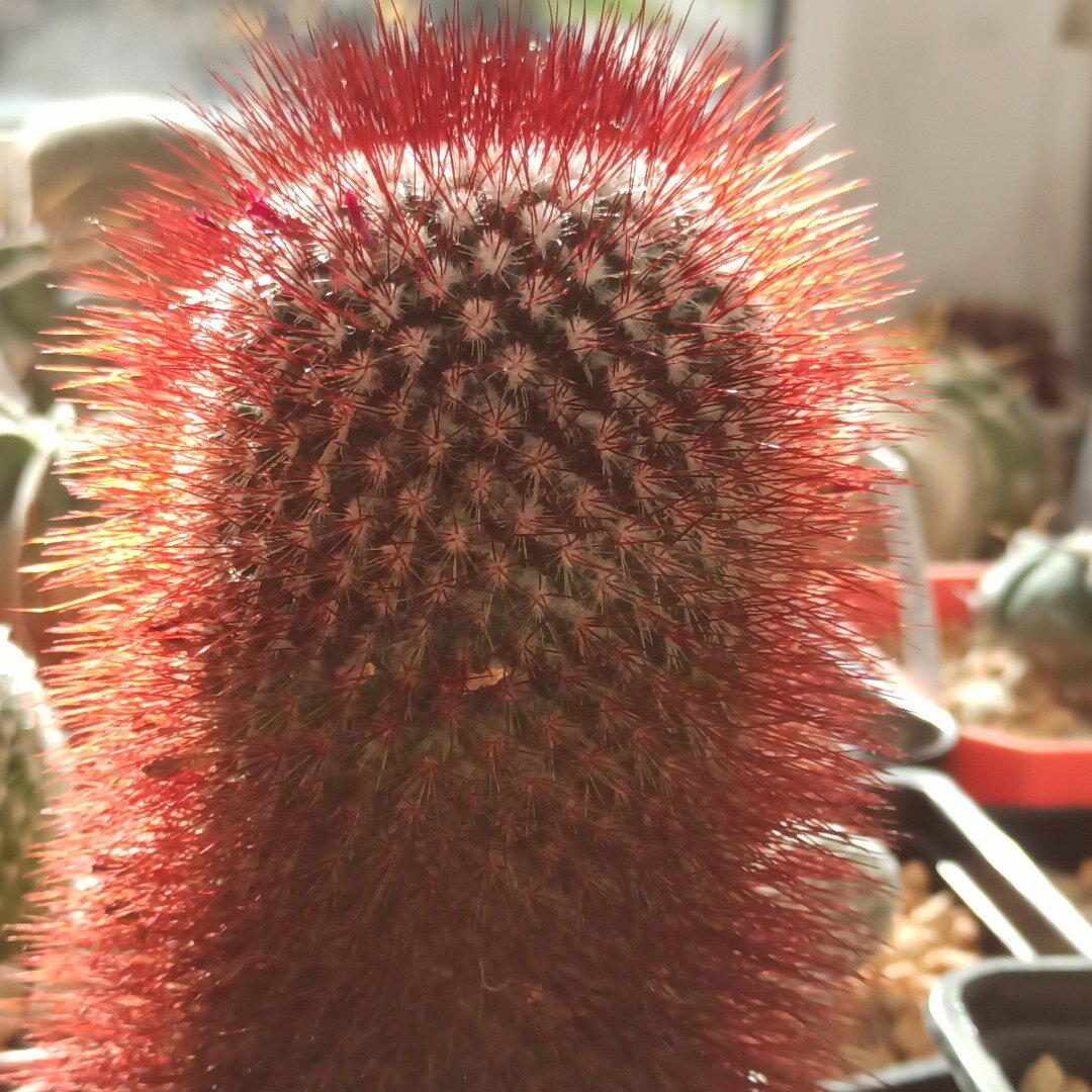 Mammilaria spinosissima cv. "Super Red"<br>