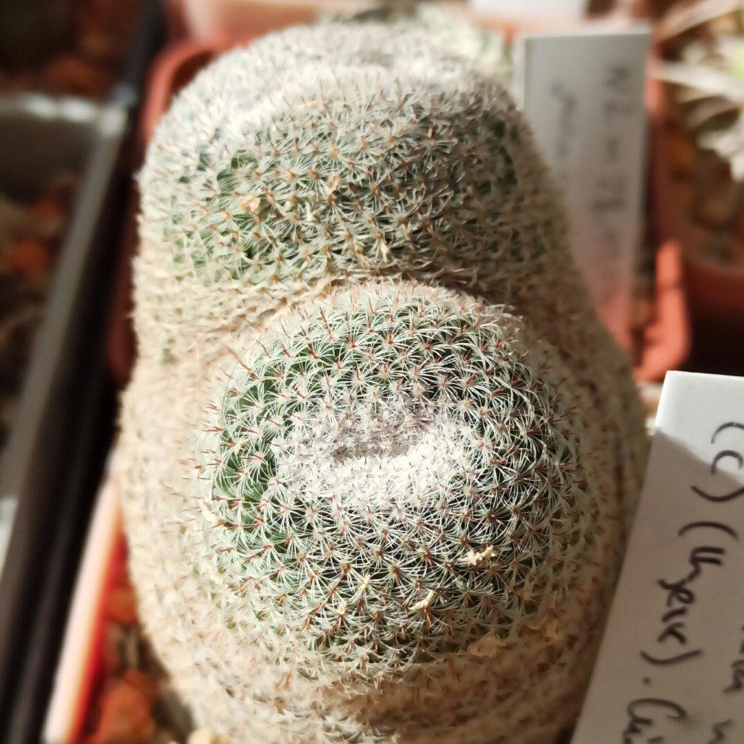 Mammilaria microthele<br>