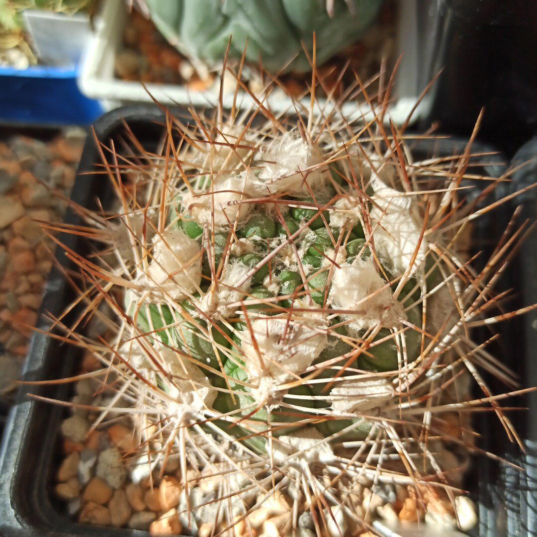Weingartia lanata<br>