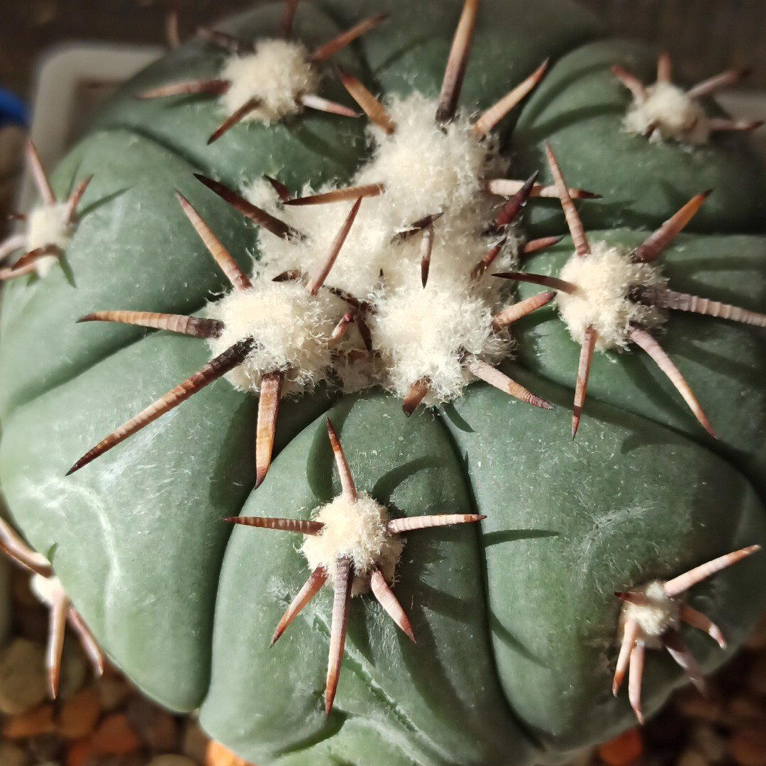 Echinocactus horizonthalonius<br>