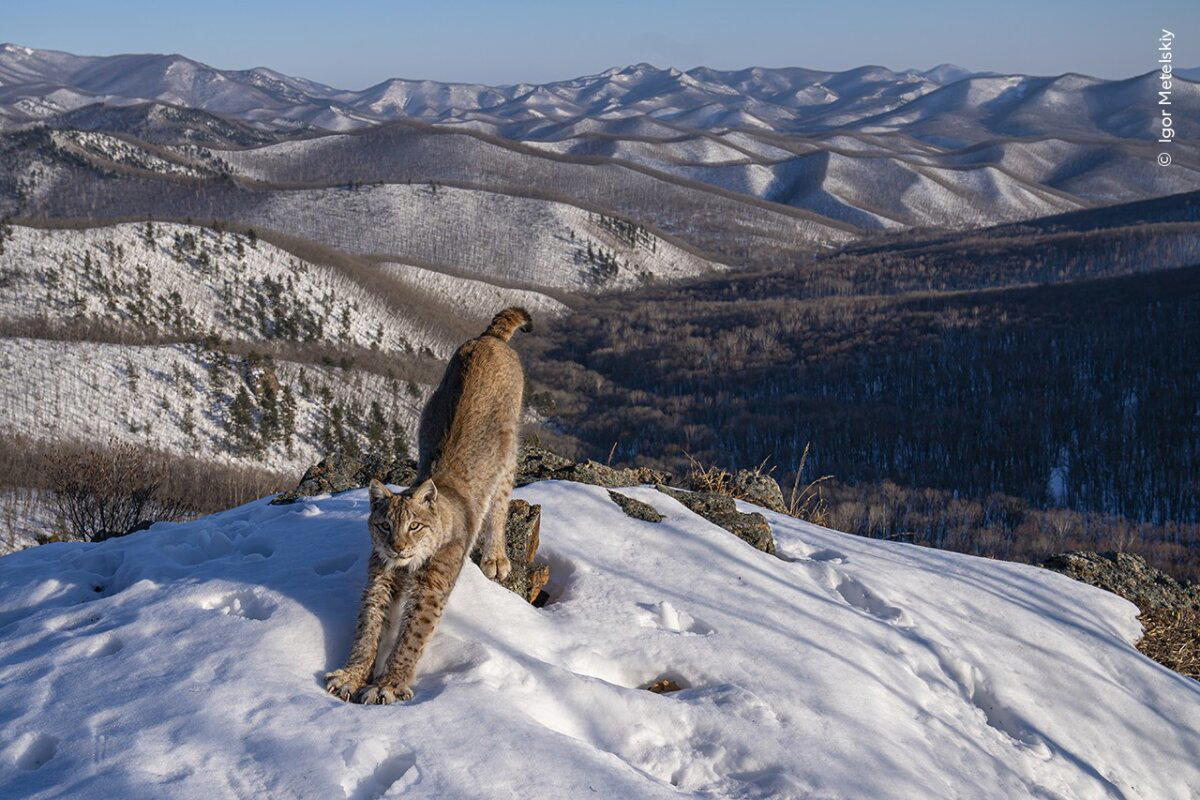 Победитель конкурса Wildlife Photographer of the Year