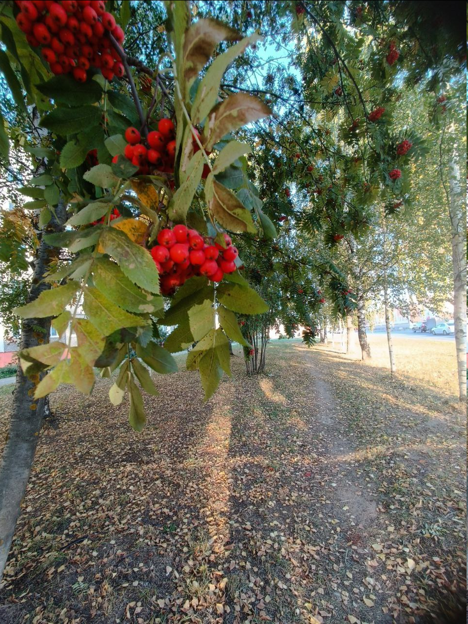 Пуск собакенки на осеннюю прогулку:)