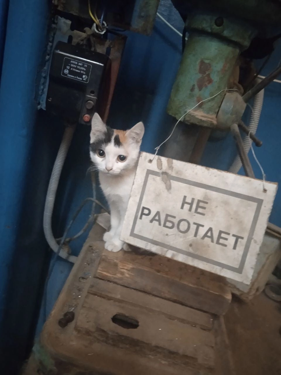 Моя мечта: уйти в отпуск и поставить этого котика на аву.