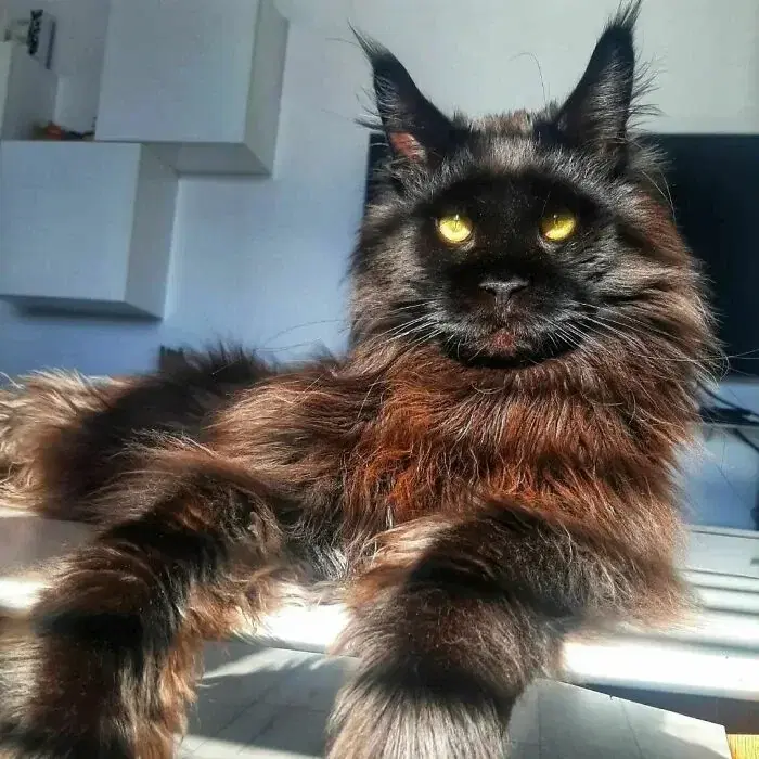 Крупногабаритный котик