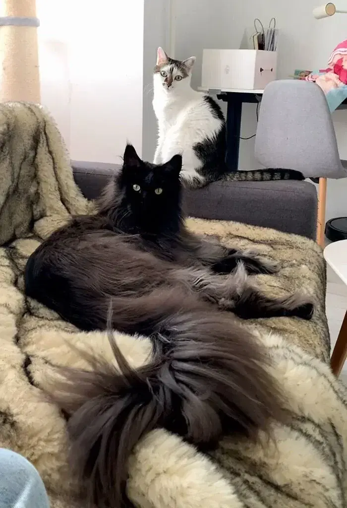 Крупногабаритный котик