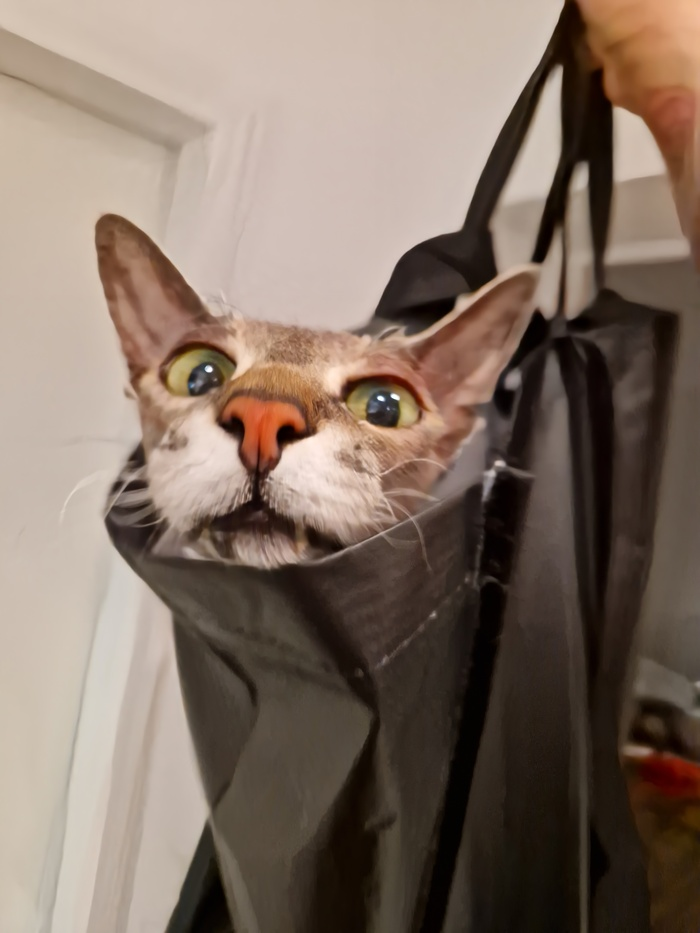 Как мы кота на новую квартиру перевозили