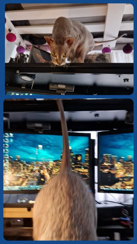 Котоистории
