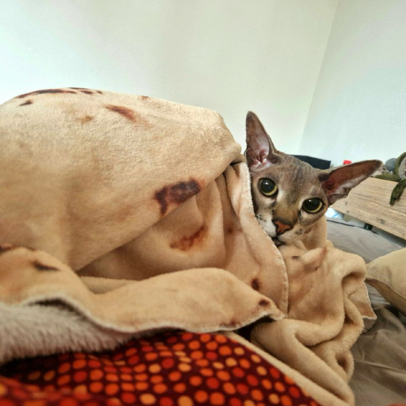 Ущемления кота Корасия