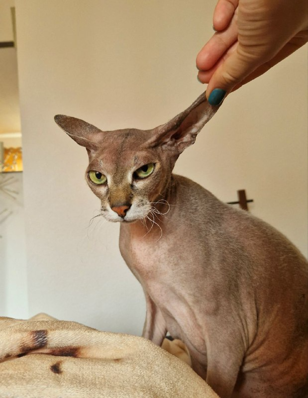Ещё одна причина не заводить кота