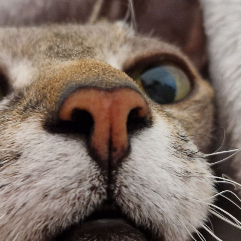 Ещё одна причина не заводить кота