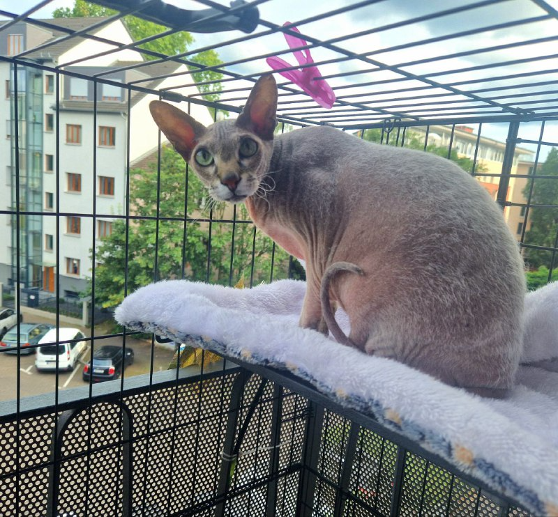 Котоистории