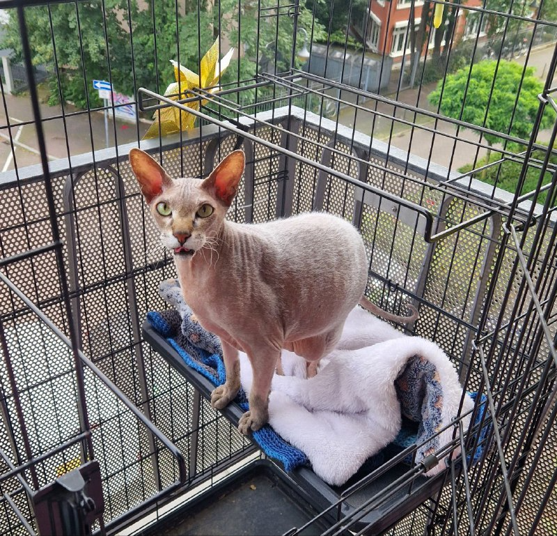 Котоистории