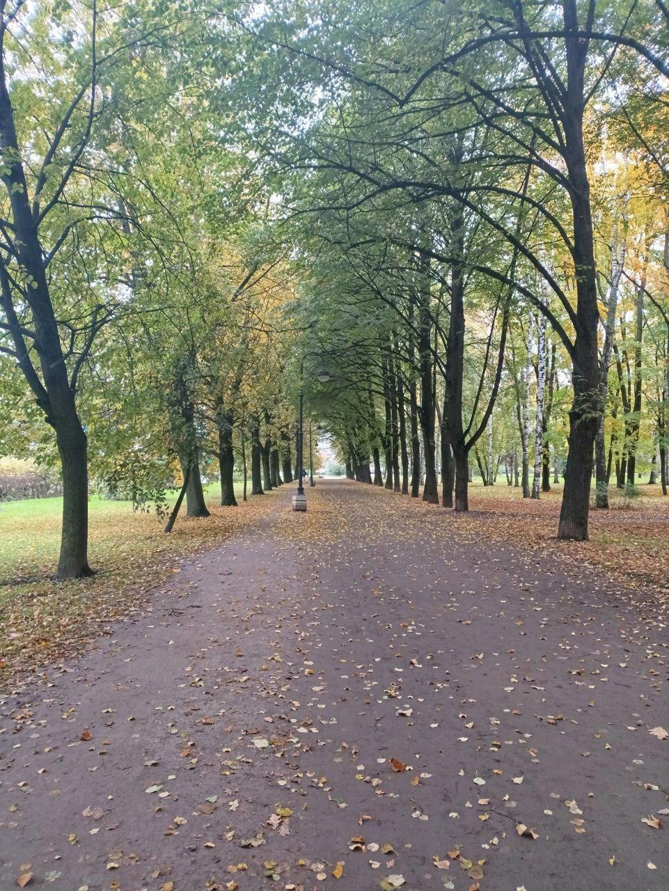 Цвет желтый, ночь и морда. Фото.