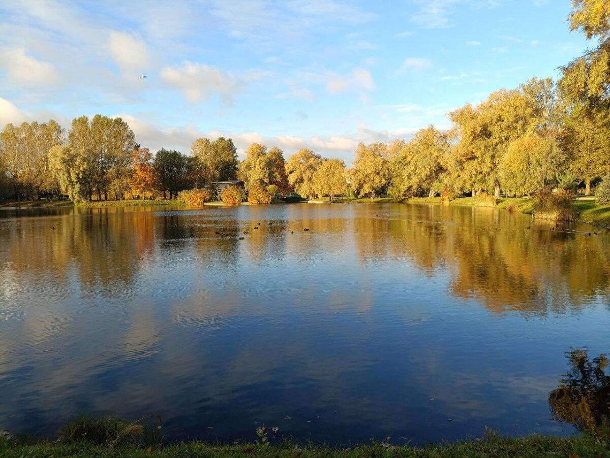 Цвет желтый, ночь и морда. Фото.