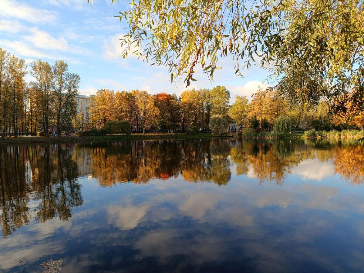 Цвет желтый, ночь и морда. Фото.