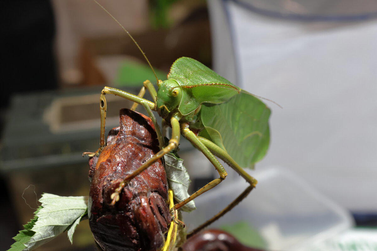 REPTILIUM. Выставка, которую нельзя пропустить. Часть 1