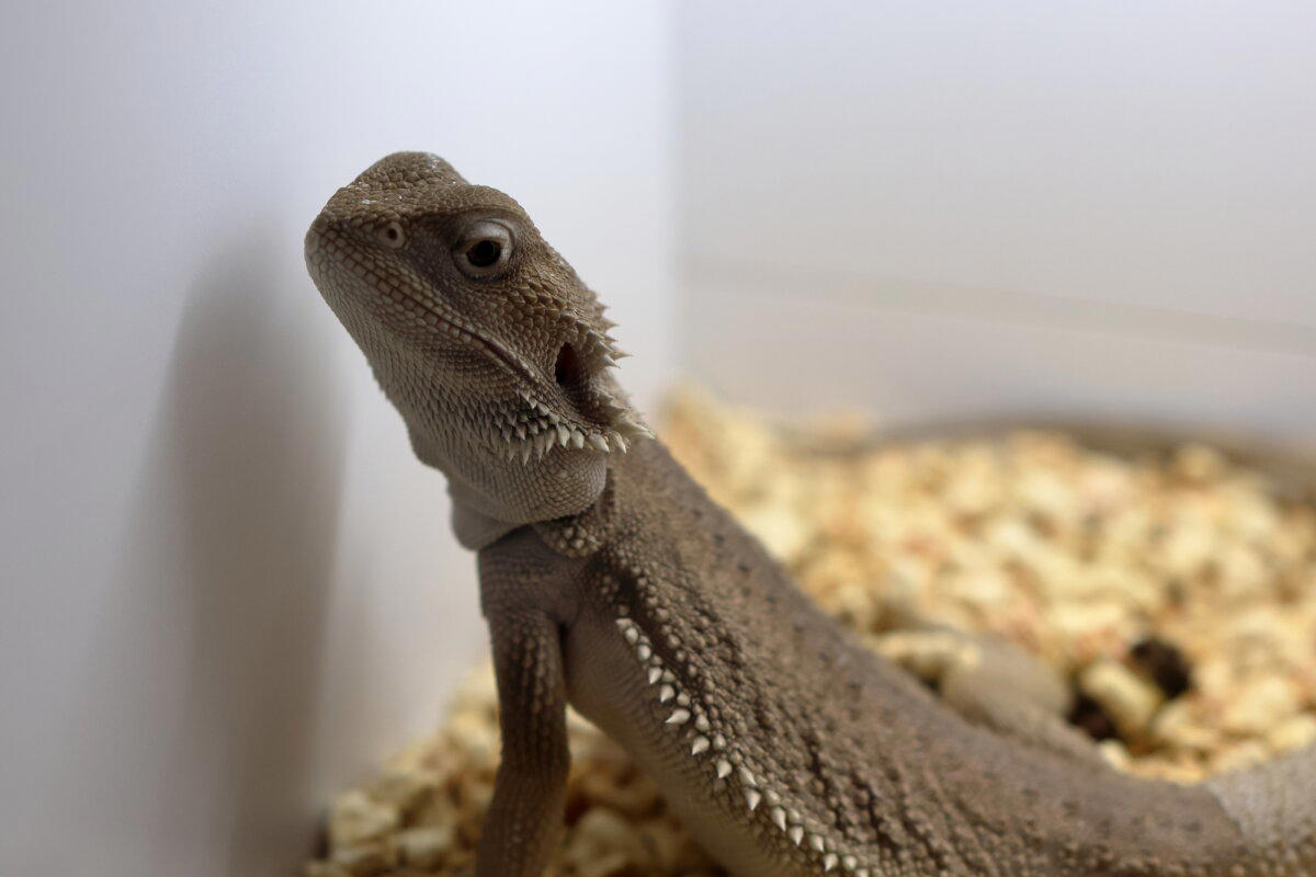 REPTILIUM. Выставка, которую нельзя пропустить. Часть 1