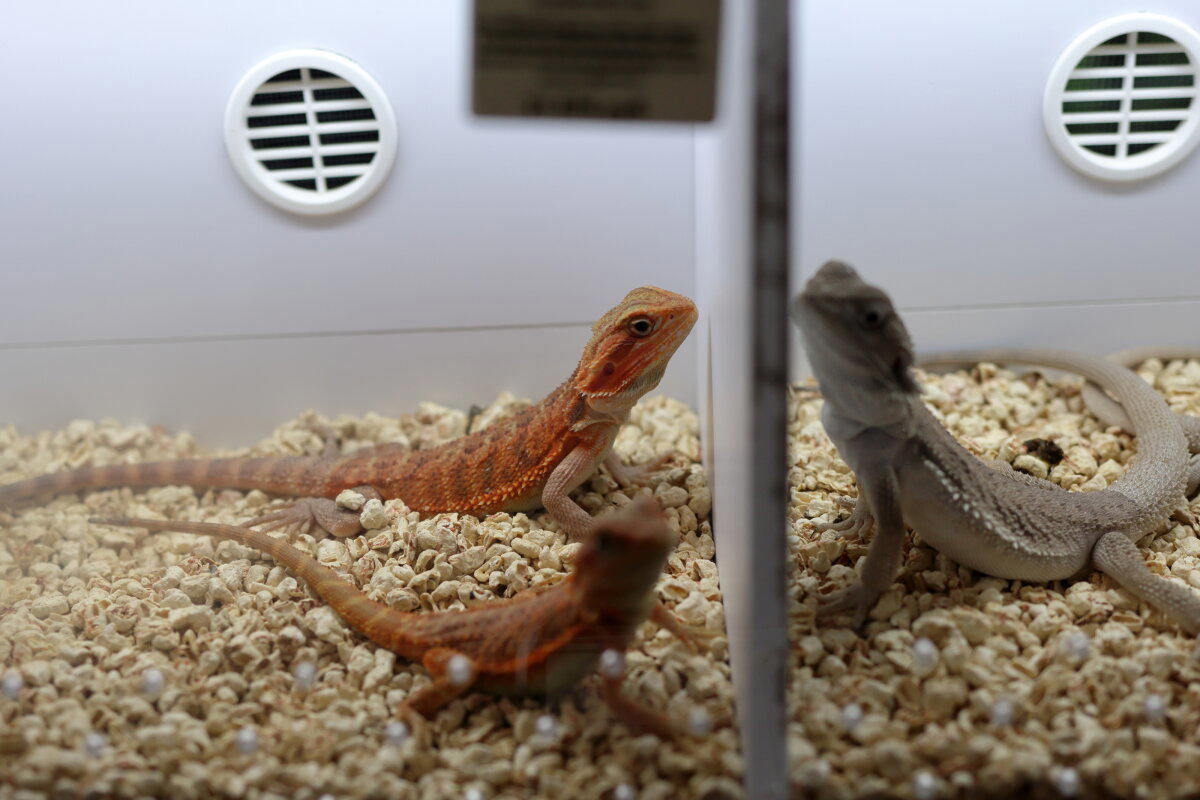 REPTILIUM. Выставка, которую нельзя пропустить. Часть 1