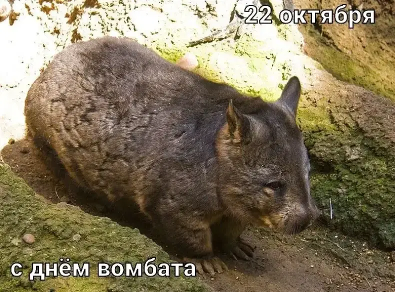 День Вомбата