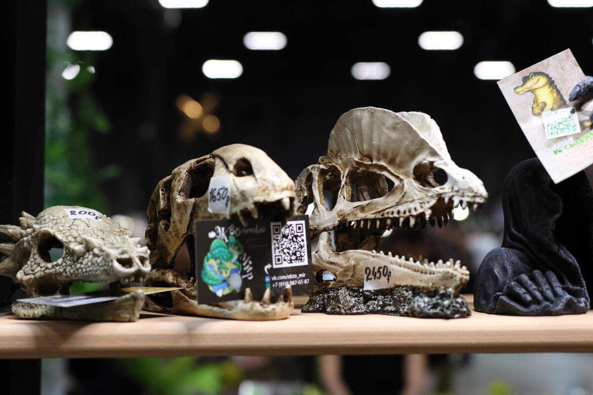 REPTILIUM. Выставка, которую нельзя пропустить. Часть 2